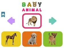 Baby Animal